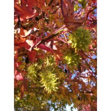 Liquidambar styraciflua Liquidambar styraciflua